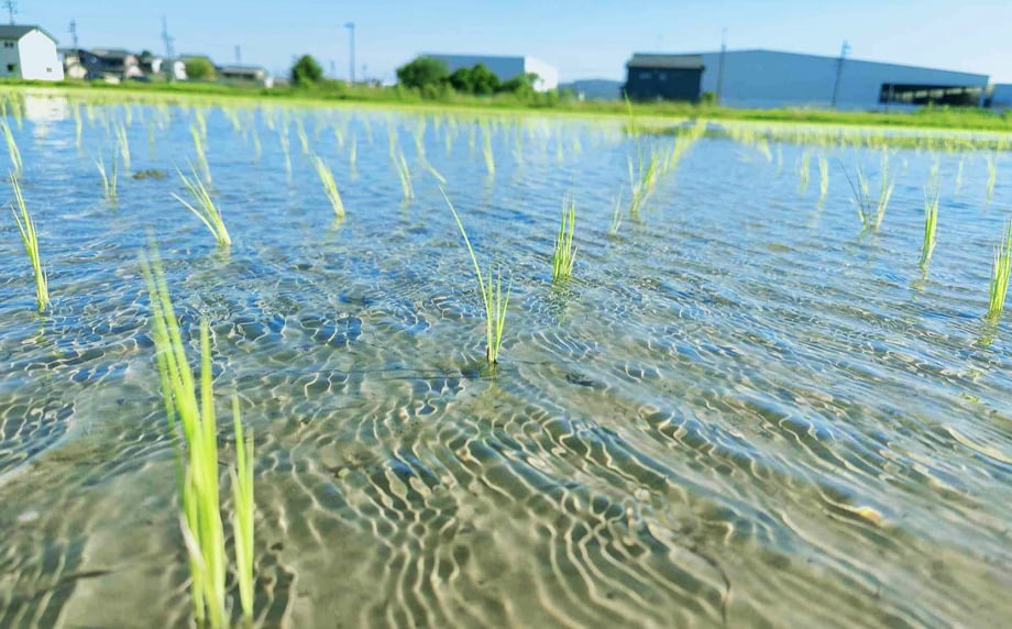 受賞米を育む「天・地・水」